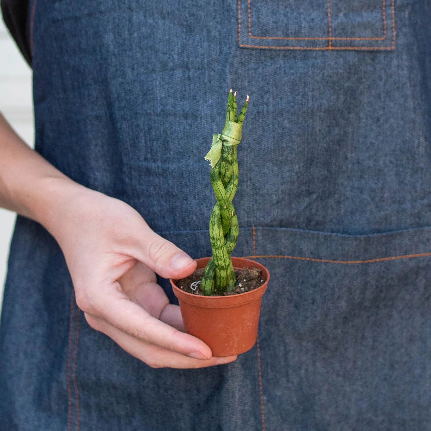 Snake Plant Braided - photo 8