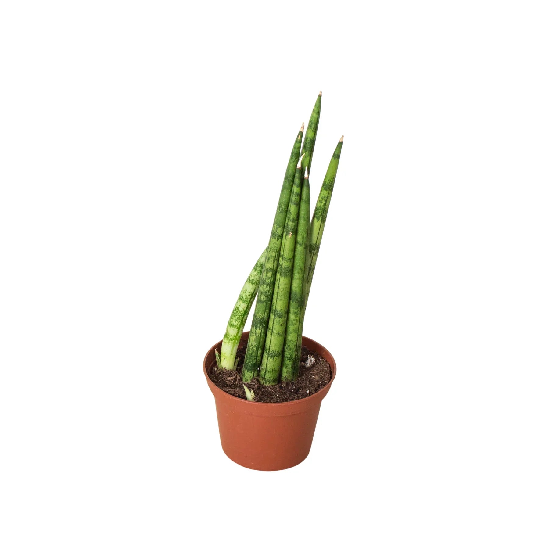 Snake Plant Cylindrica - photo 6