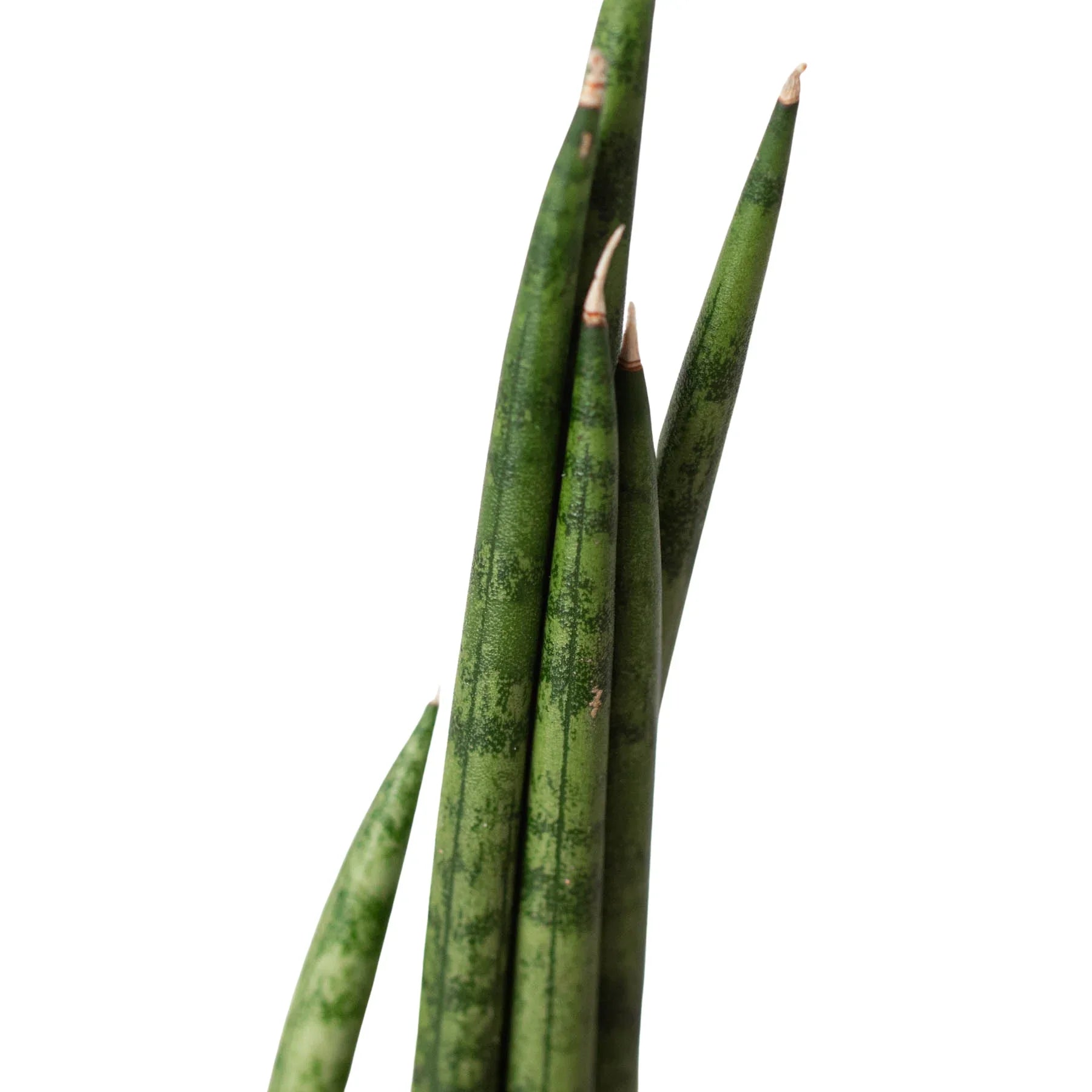 Snake Plant Cylindrica - photo 2