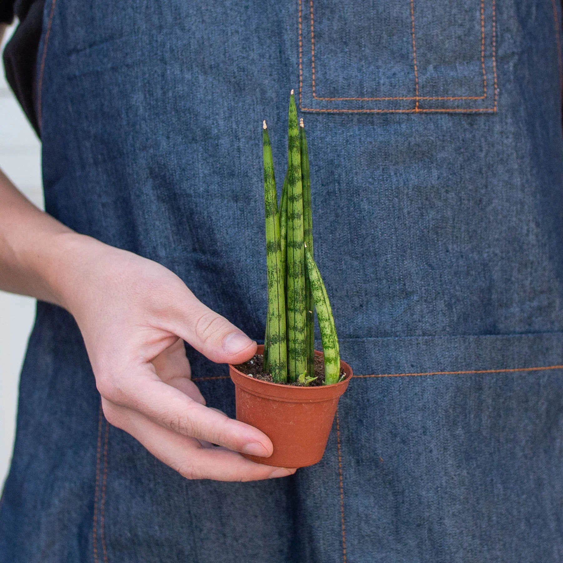 Snake Plant Cylindrica - photo 8