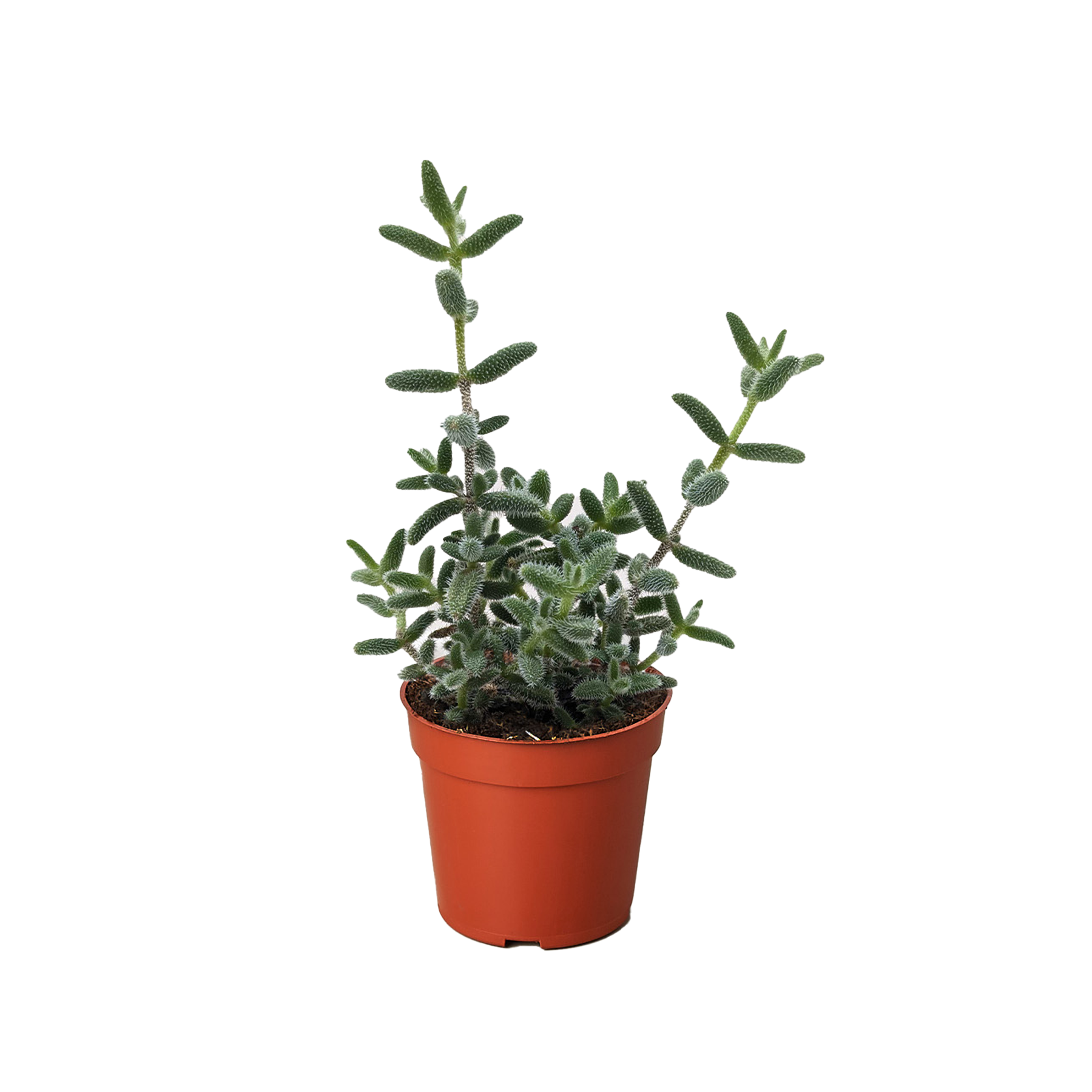 Delosperma echinatum 'Pickle Plant' live houseplant