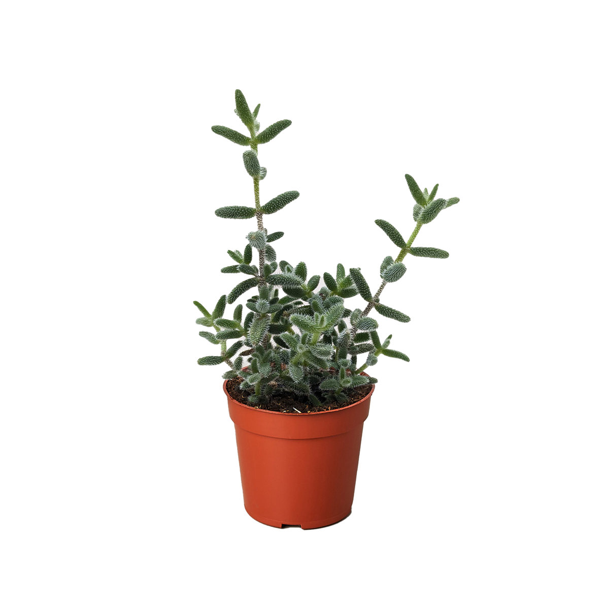 Delosperma echinatum 'Pickle Plant' live houseplant