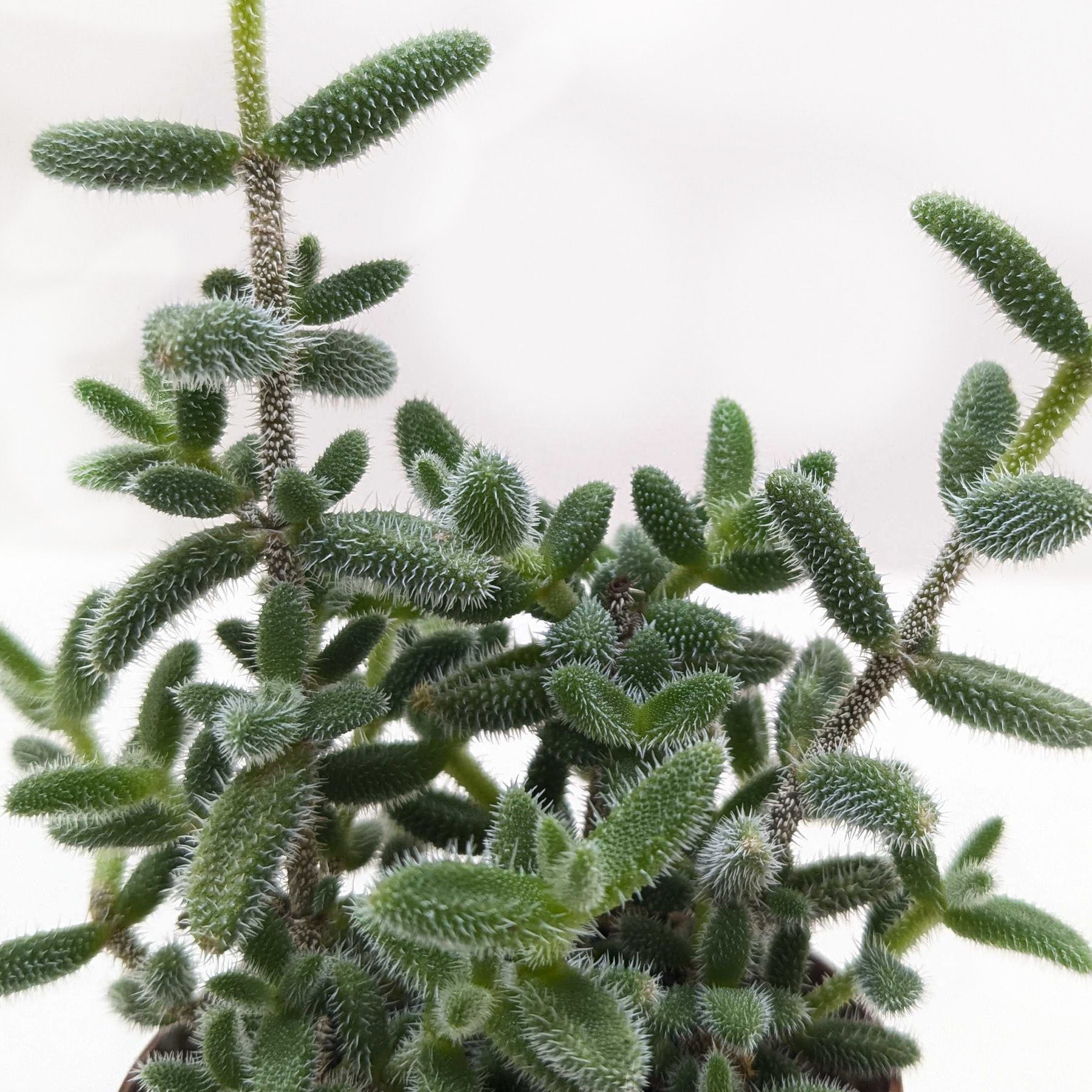 Delosperma echinatum 'Pickle Plant' - photo 2