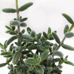 Delosperma echinatum 'Pickle Plant' - photo 2