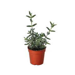 Delosperma echinatum 'Pickle Plant' live houseplant