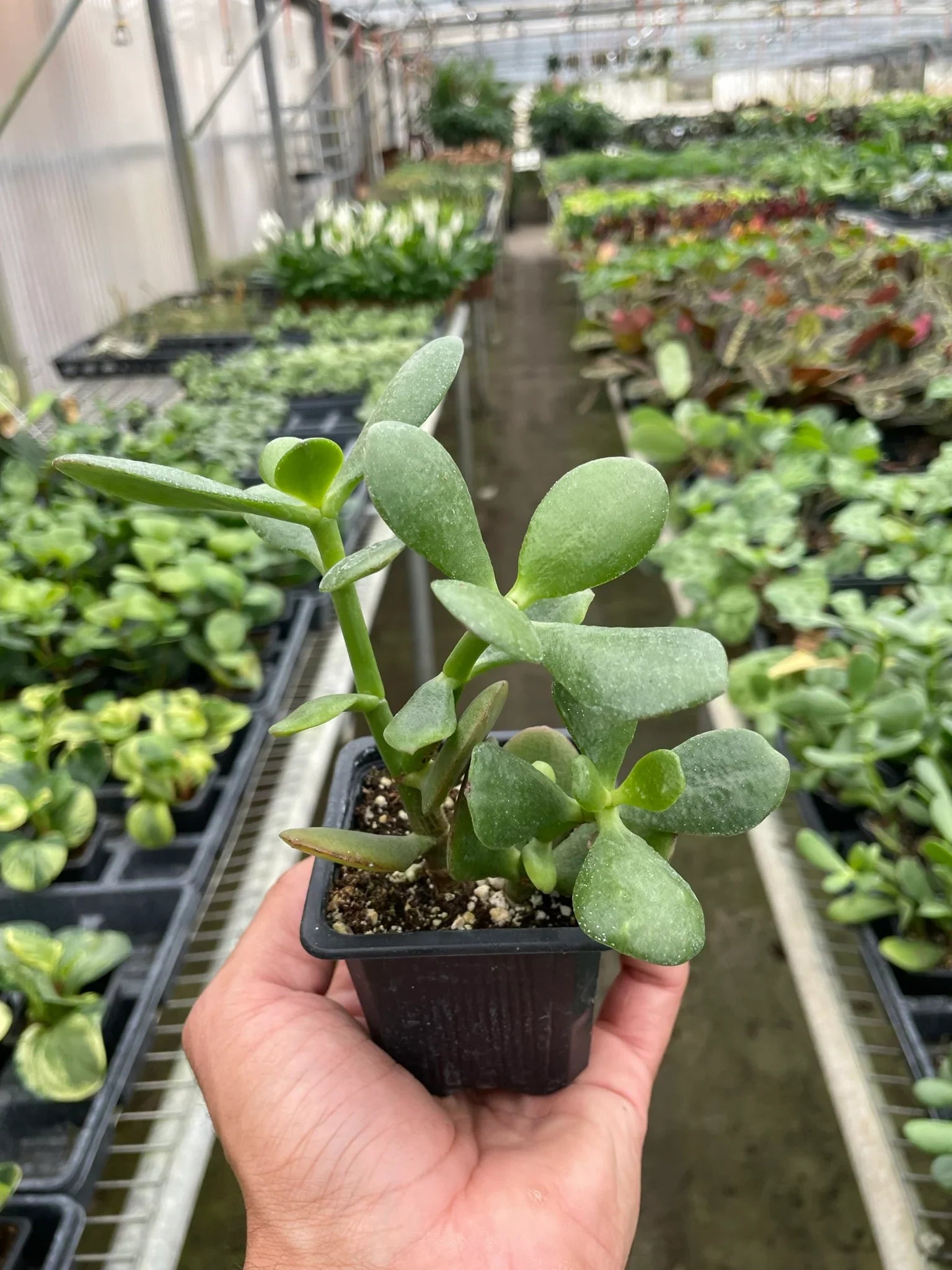Succulent Crassula 'Jade' - photo 5
