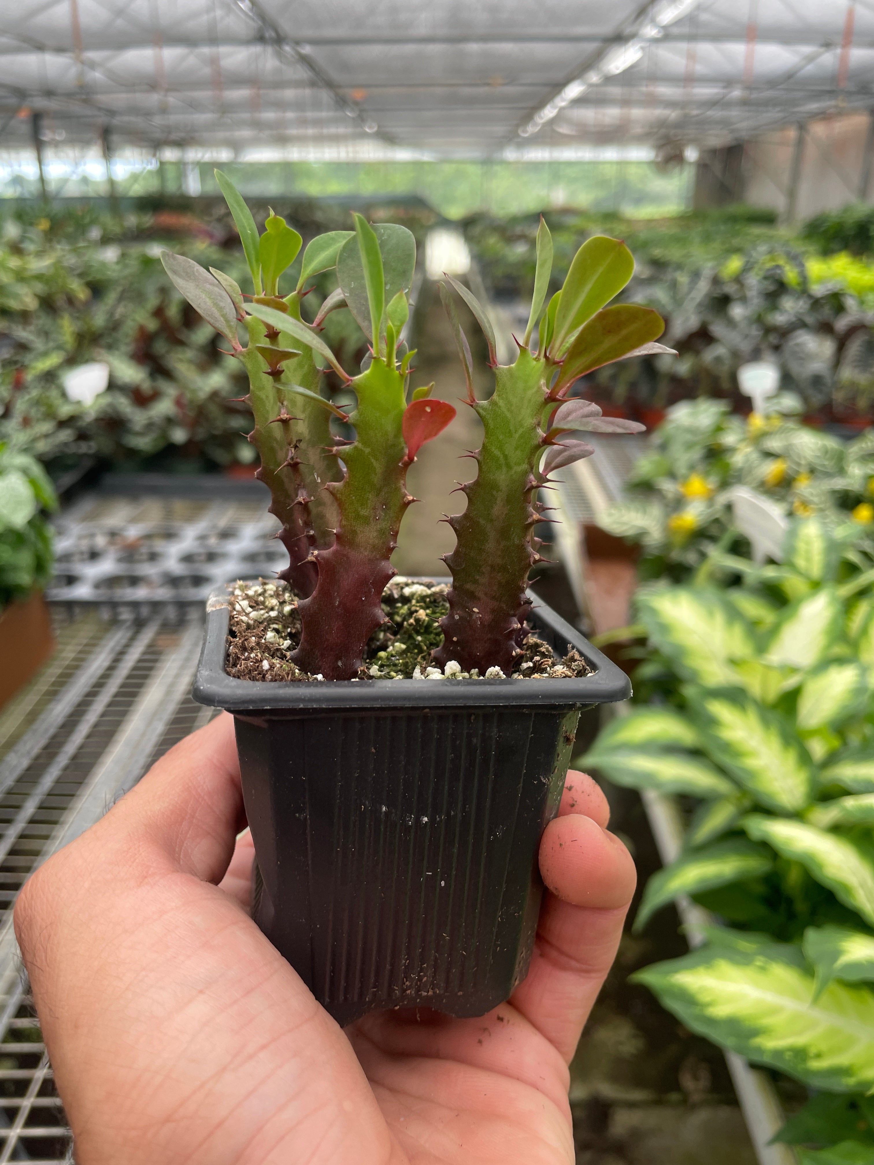 Succulent Euphorbia 'Trigona Rubra' - photo 6