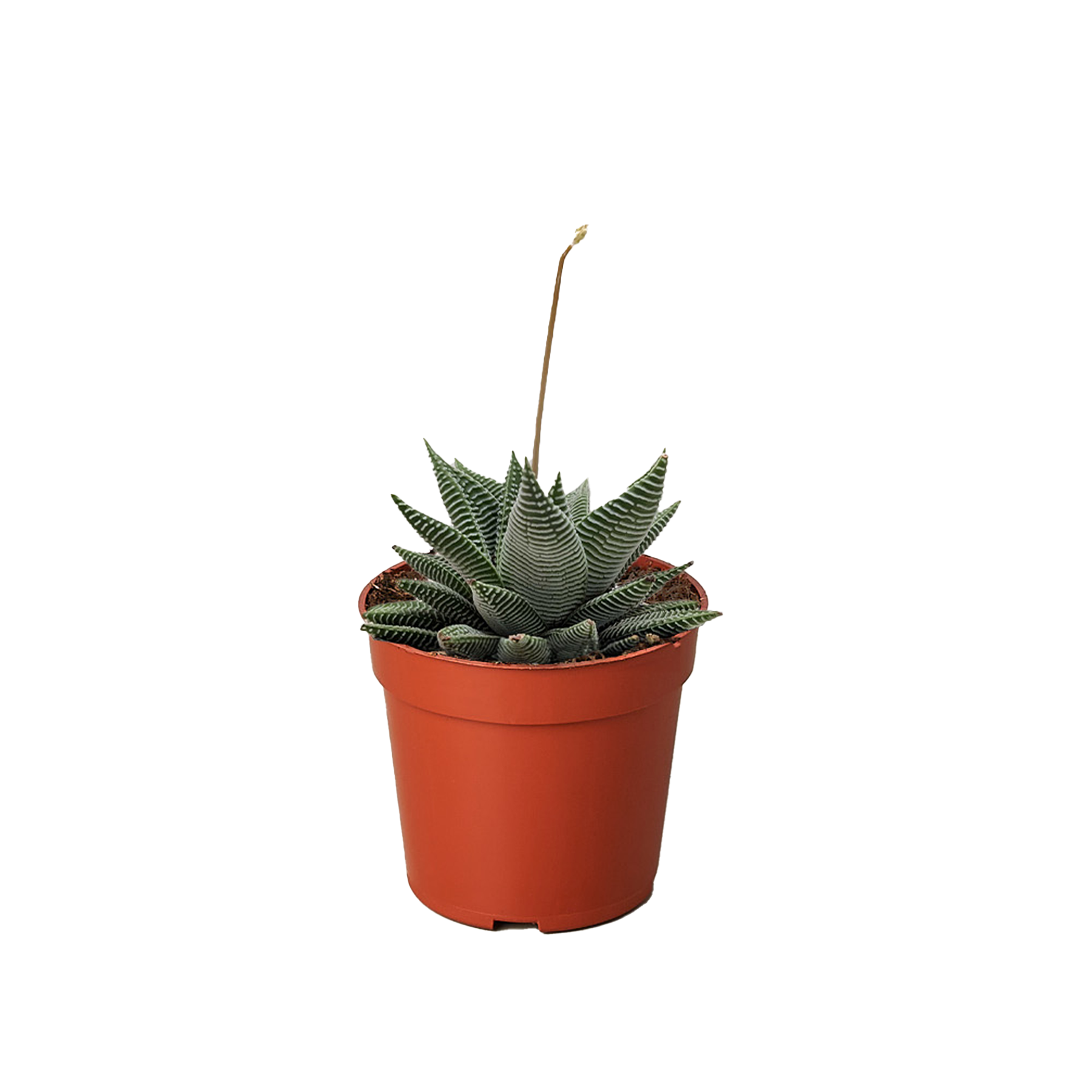 Succulent Haworthia Miami live houseplant