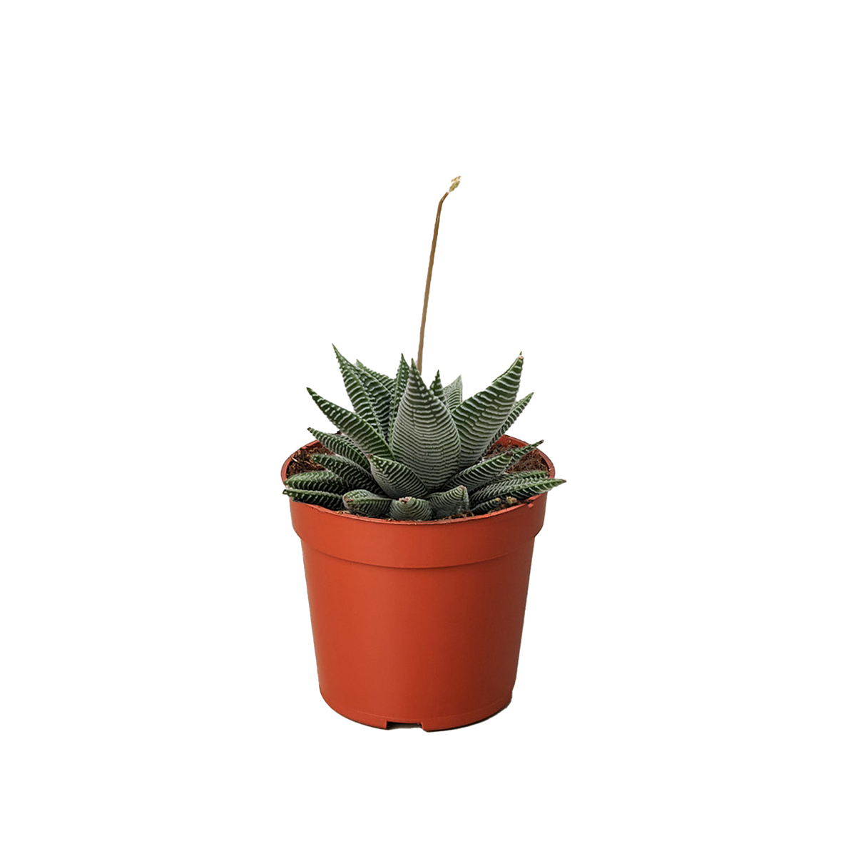 Succulent Haworthia Miami live houseplant