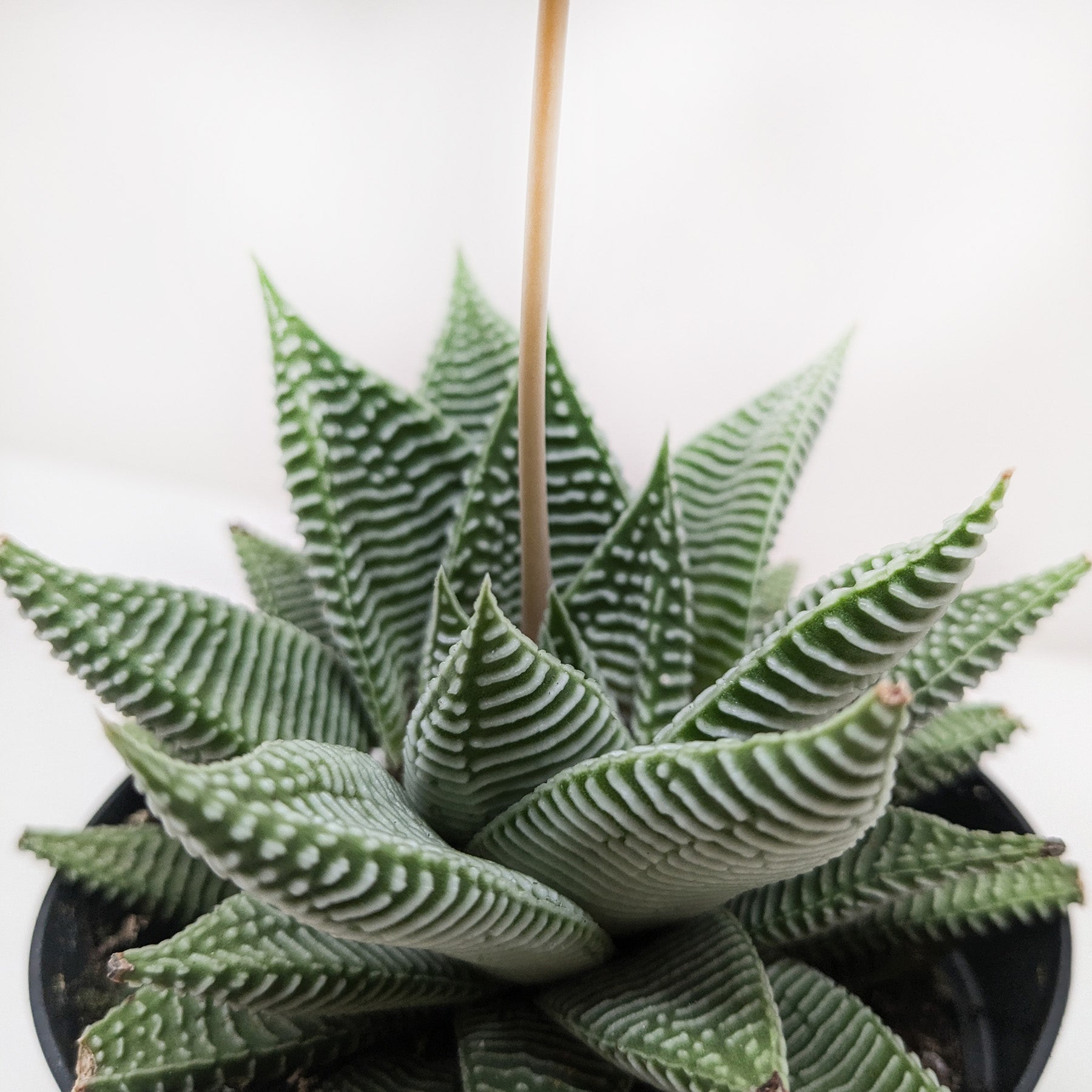 Succulent Haworthia Miami - photo 2