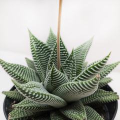 Succulent Haworthia Miami - photo 2