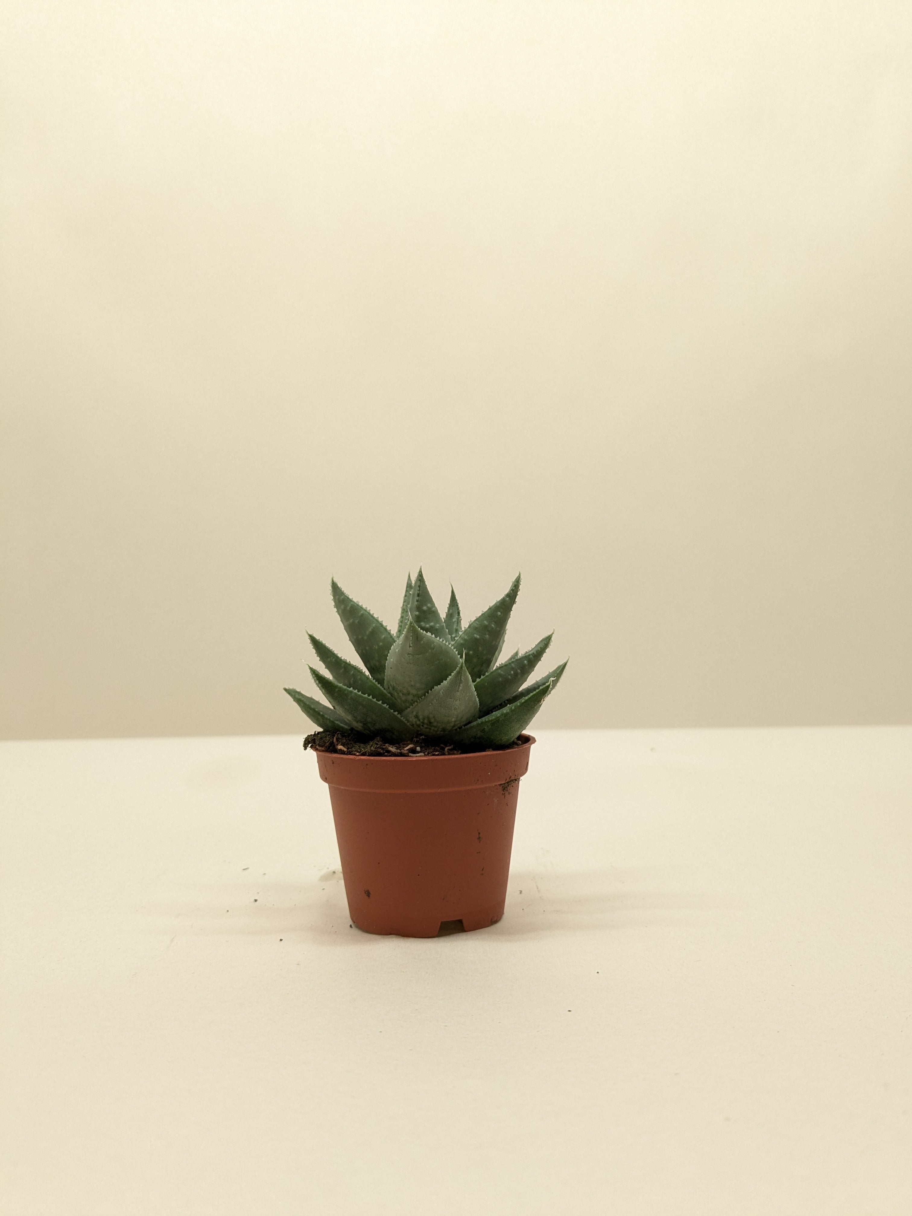 Succulent Haworthia Savanna - photo 5