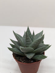 Succulent Haworthia Savanna - photo 4