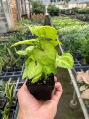 Syngonium Gold - photo 3
