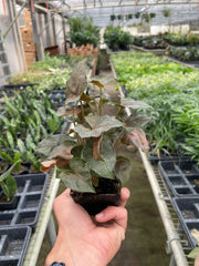 Syngonium Merry - photo 4