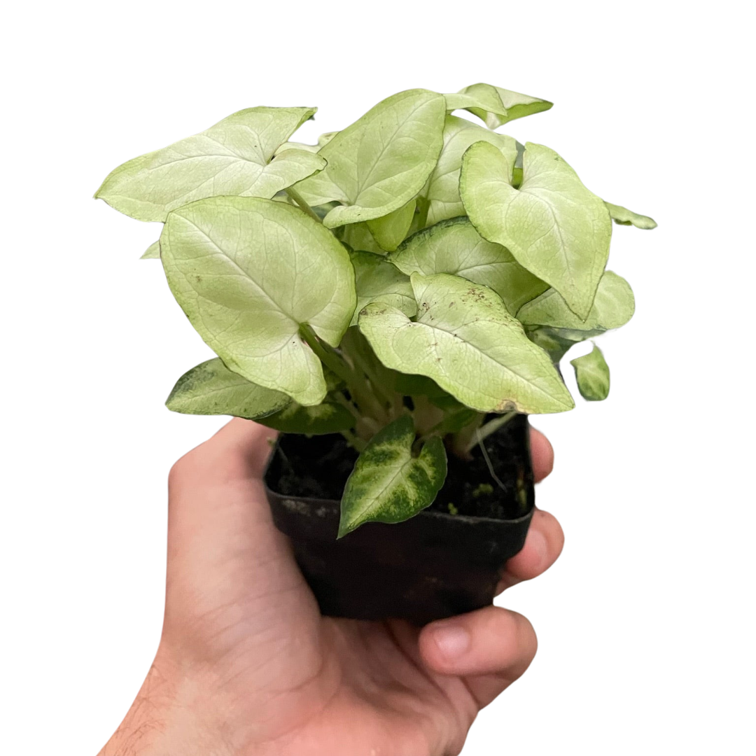 Syngonium 'Moonshine' live houseplant