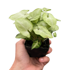 Syngonium 'Moonshine' live houseplant