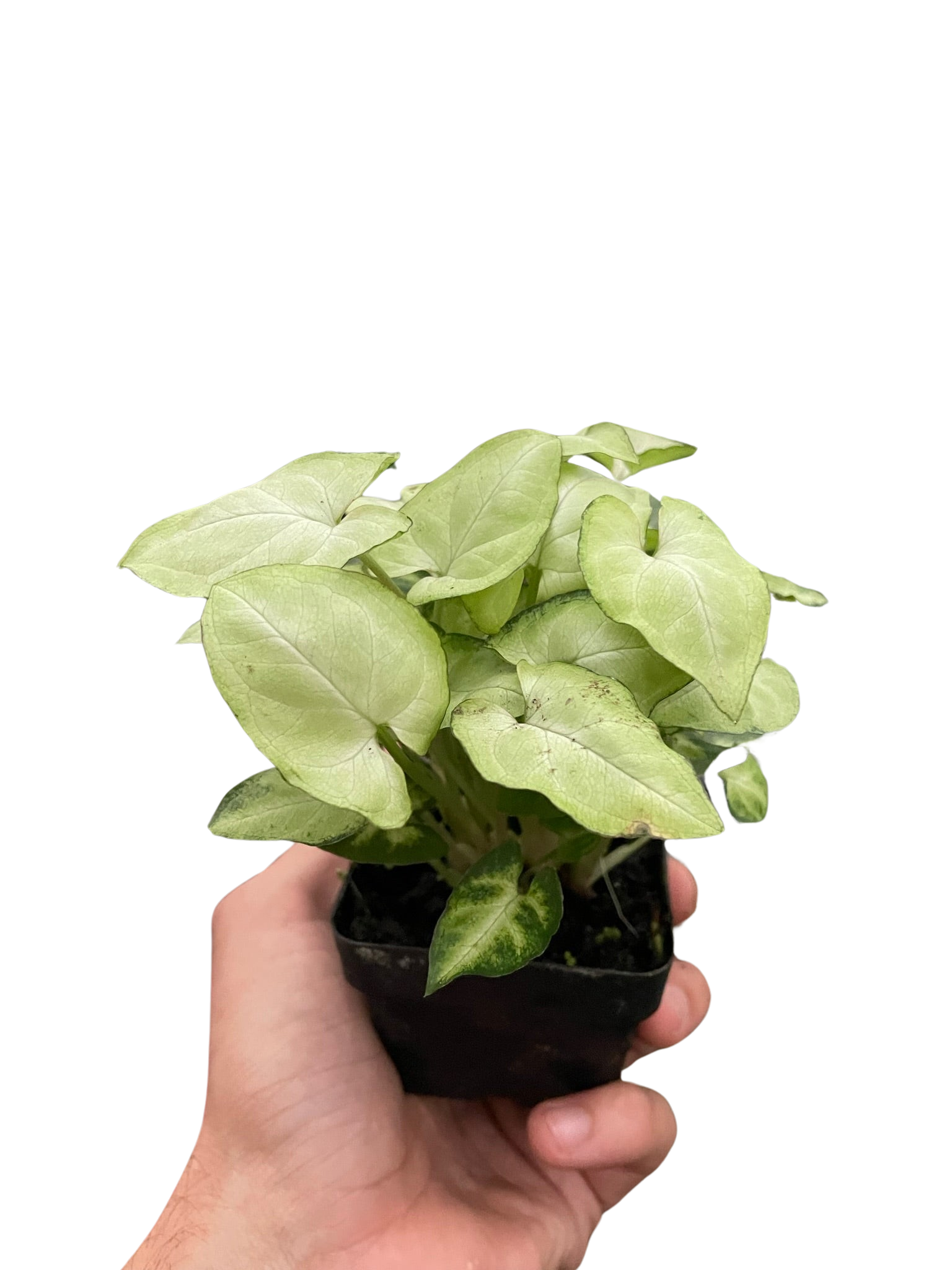 Syngonium 'Moonshine' - photo 4