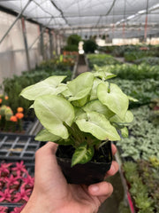 Syngonium 'Moonshine' - photo 3