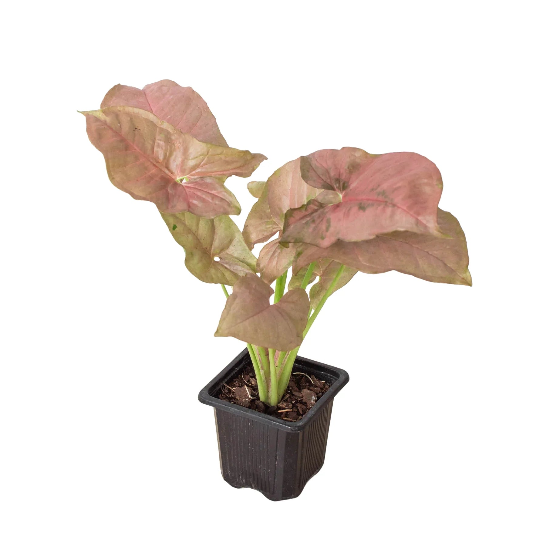 Syngonium Strawberry - photo 7