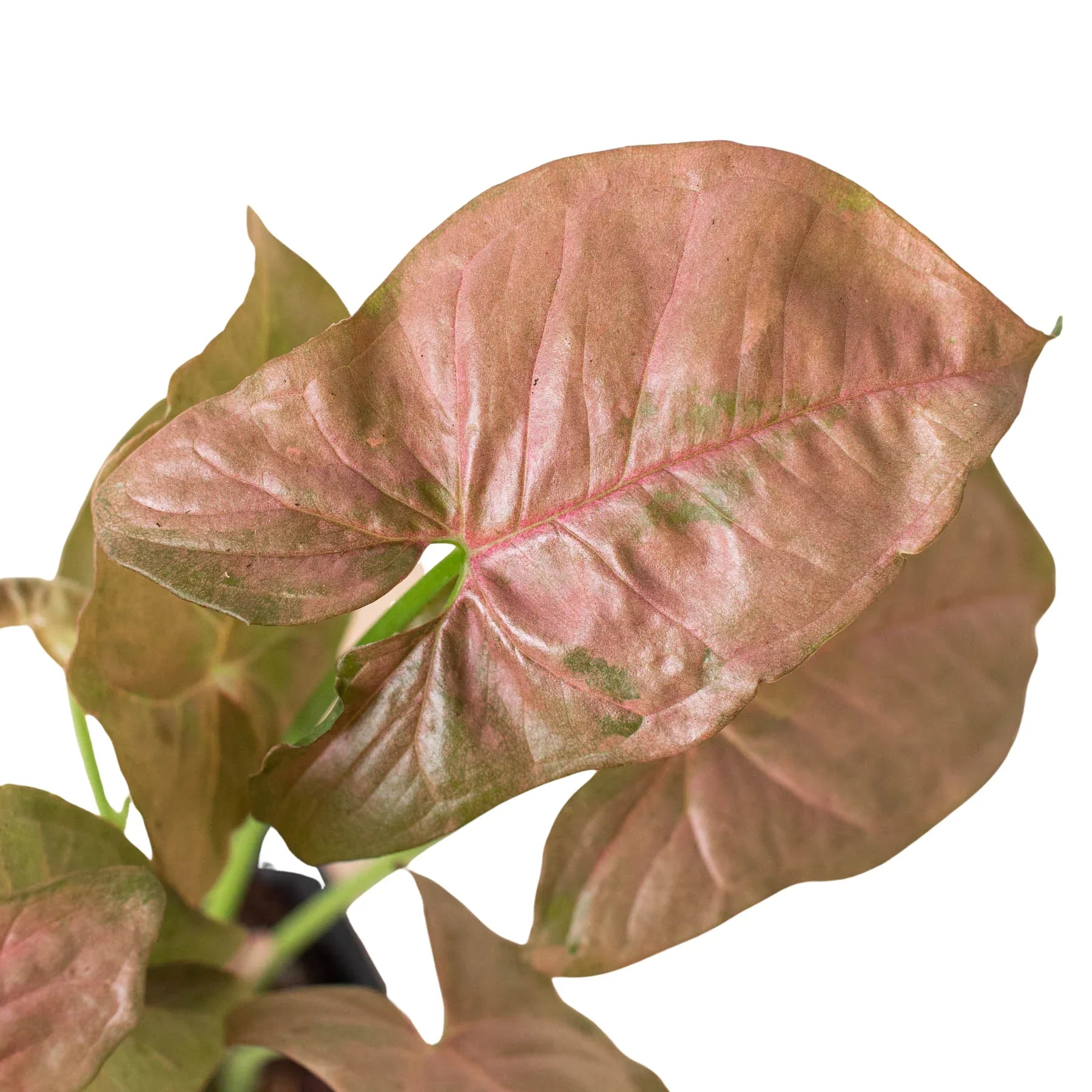 Syngonium Strawberry - photo 2