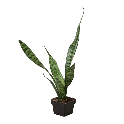 Snake Plant 'Zeylanica' - photo 6
