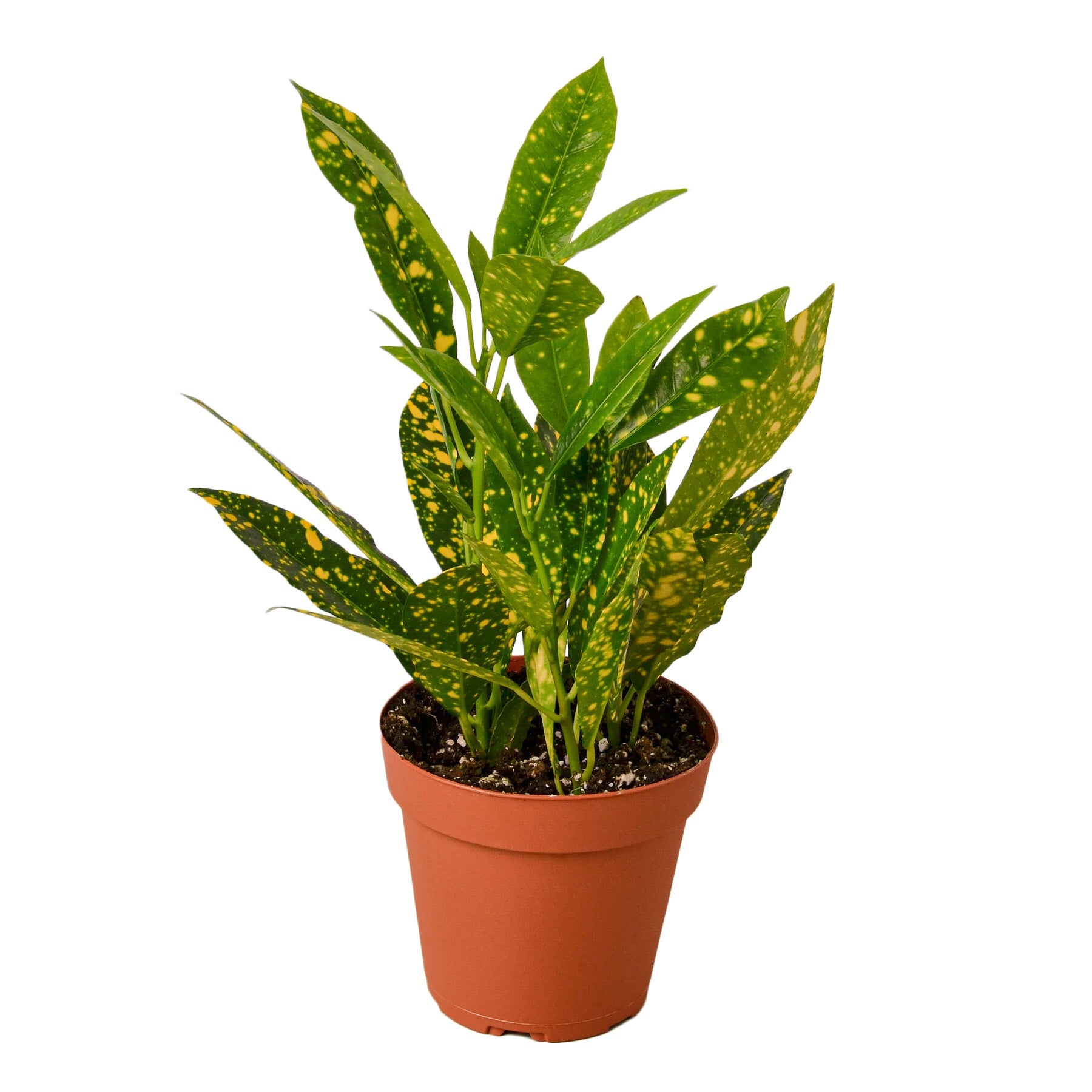Croton 'Gold Dust' live houseplant