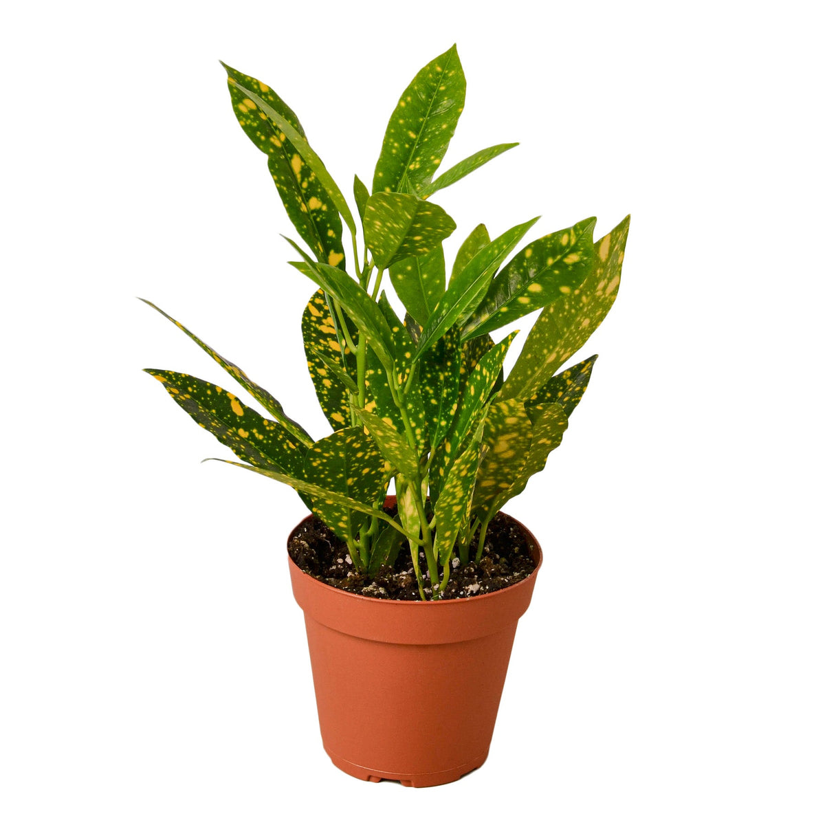 Croton 'Gold Dust' live houseplant