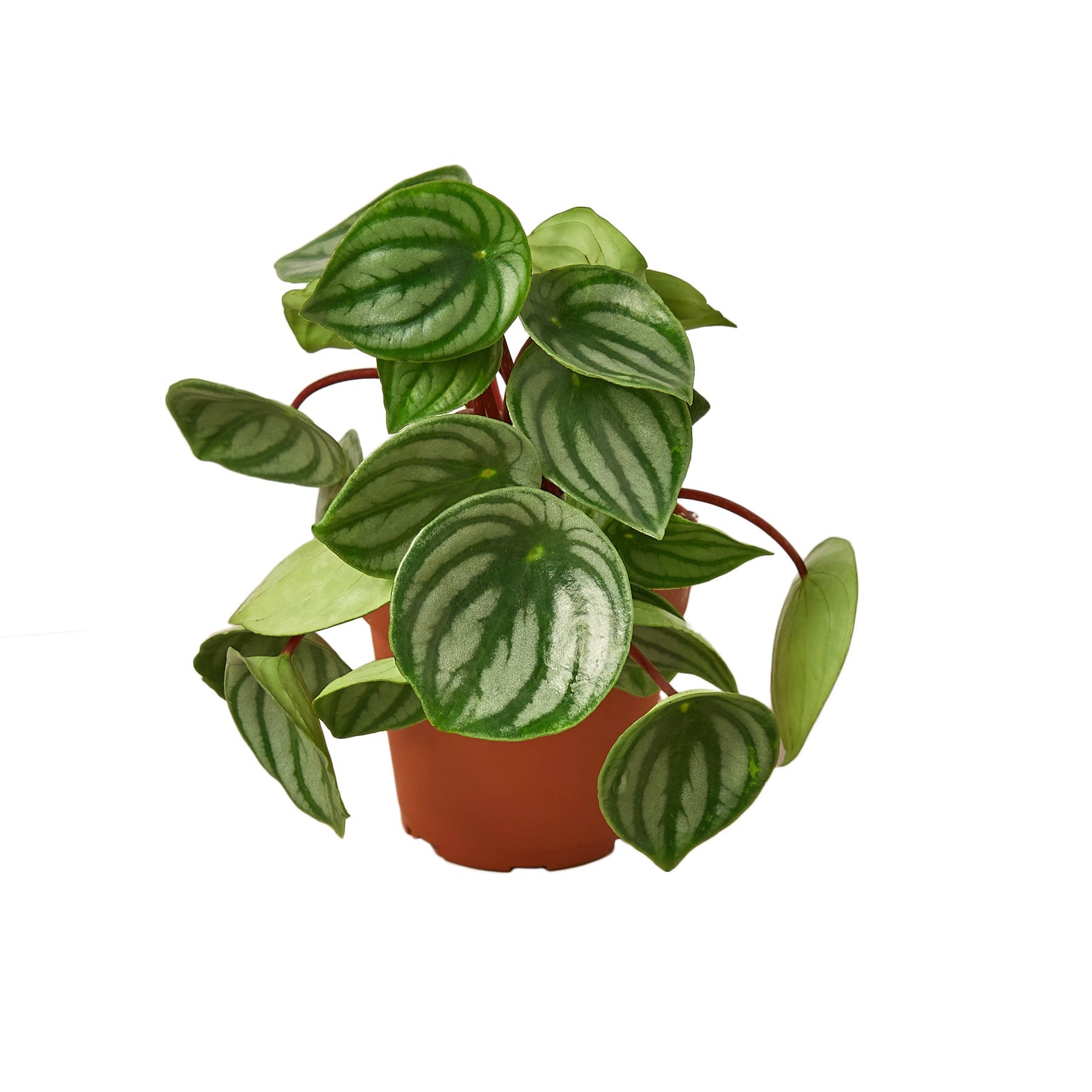 Peperomia Watermelon live houseplant