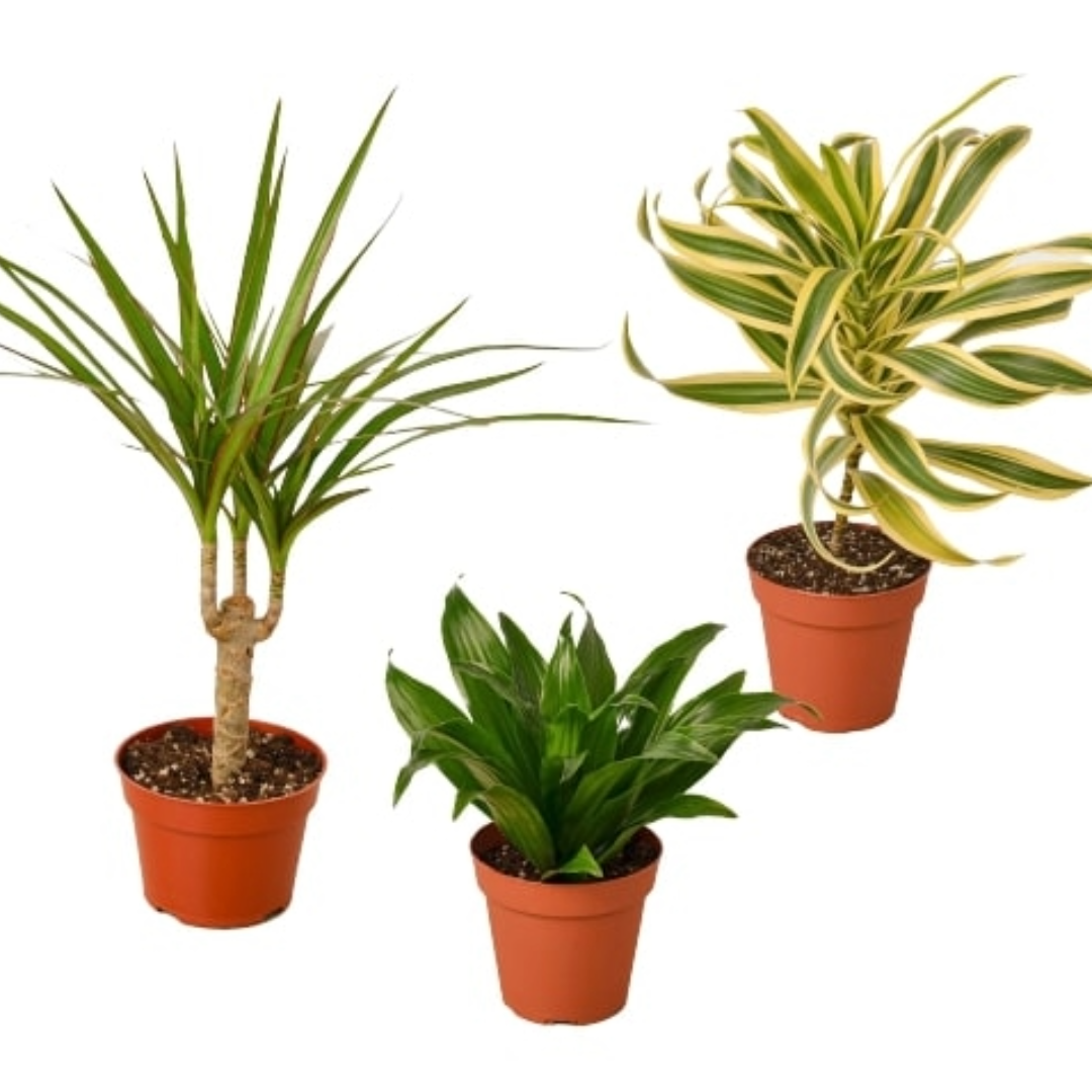 3 Different Dracaenas Variety Pack live houseplant