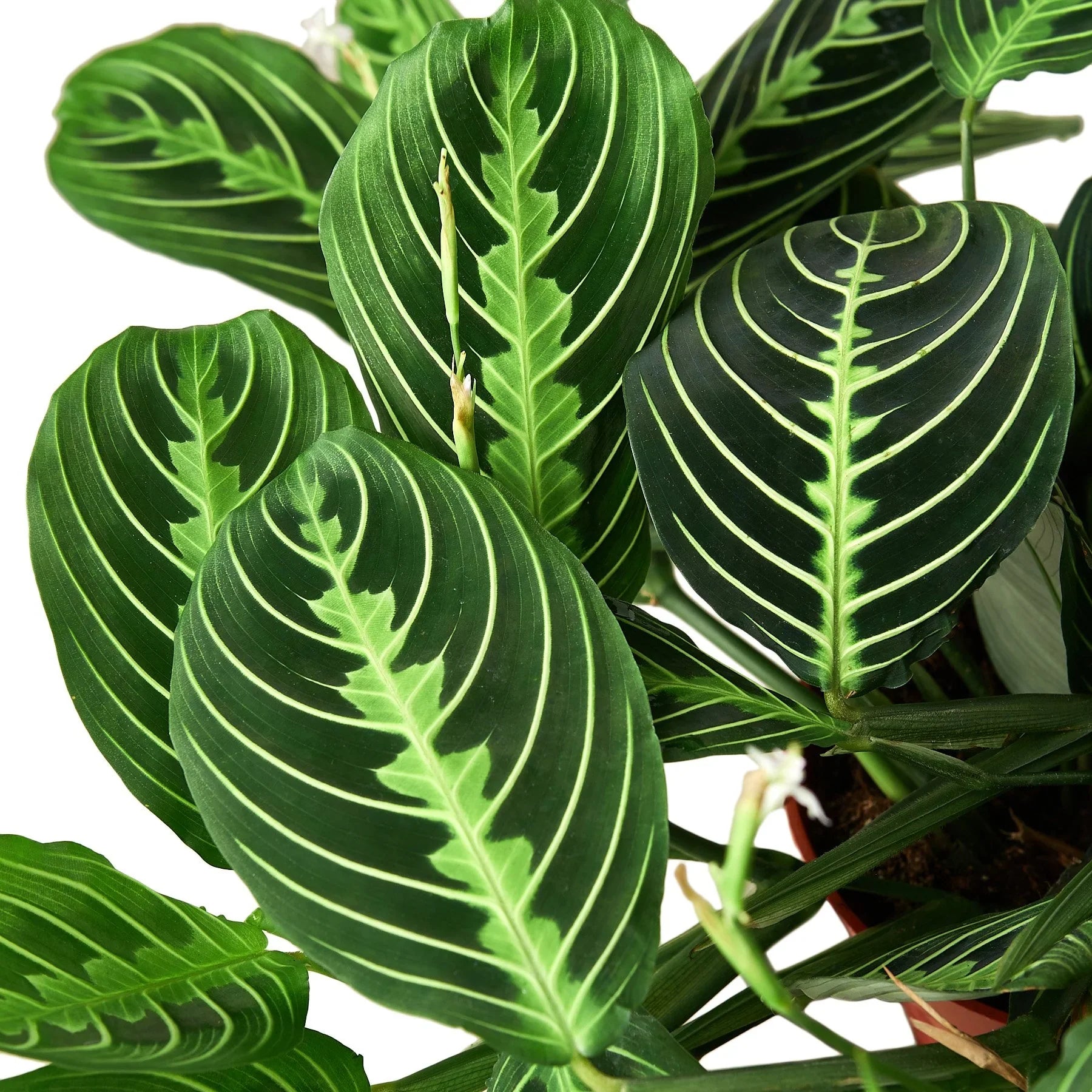 Maranta 'Lemon Lime' - photo 2