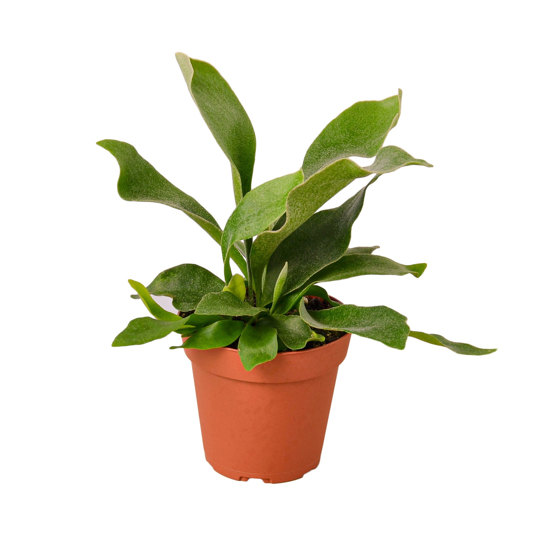 Staghorn Fern live houseplant