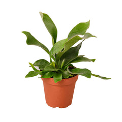 Staghorn Fern live houseplant