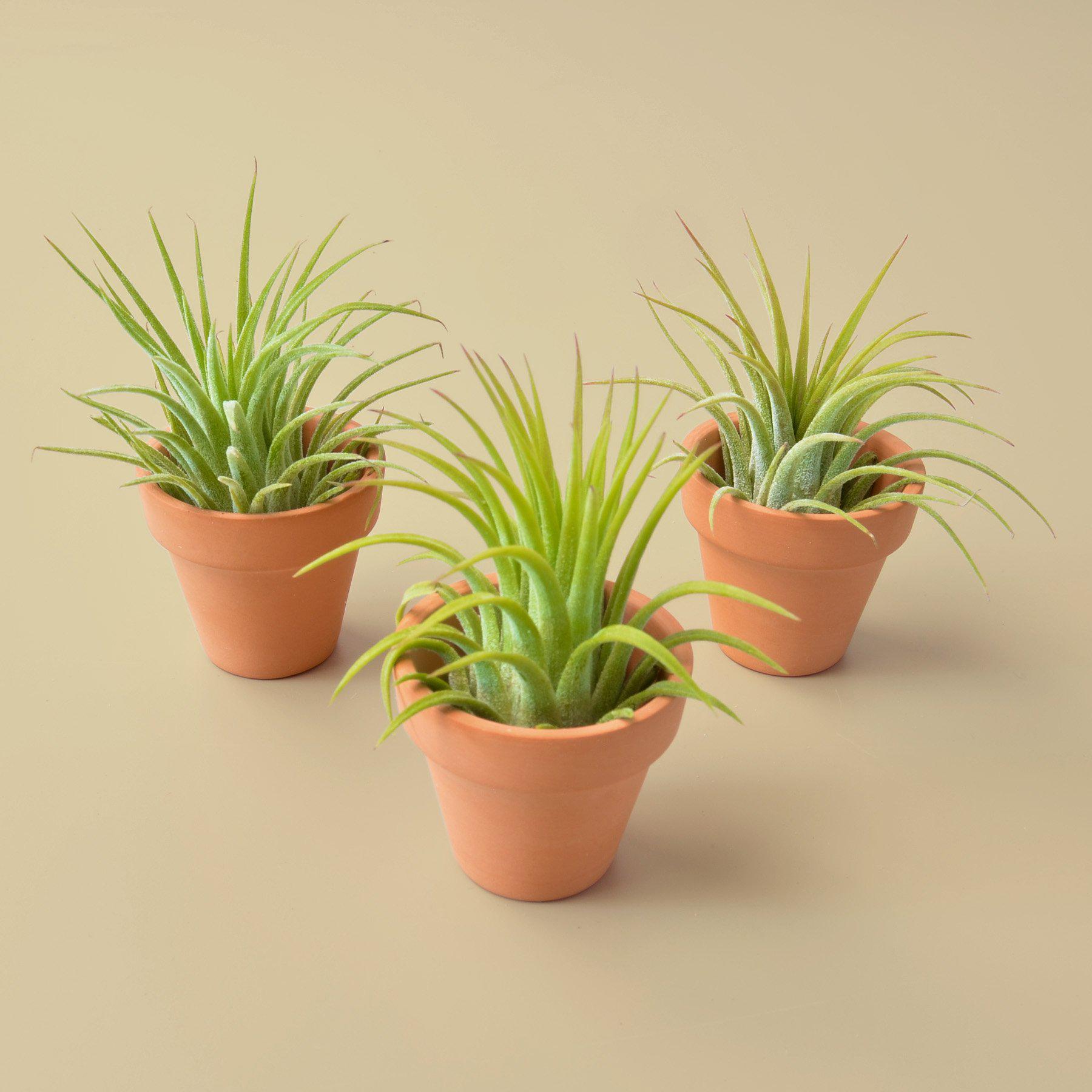 3 Ionantha Air Plants with Mini Terra Cotta Pots - photo 2
