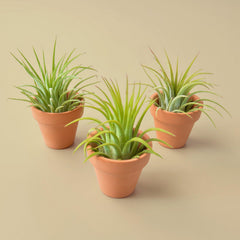 3 Ionantha Air Plants with Mini Terra Cotta Pots - photo 2