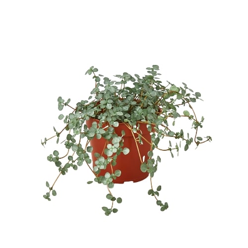 Nettle 'Silver Sparkle' live houseplant