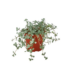 Nettle 'Silver Sparkle' live houseplant