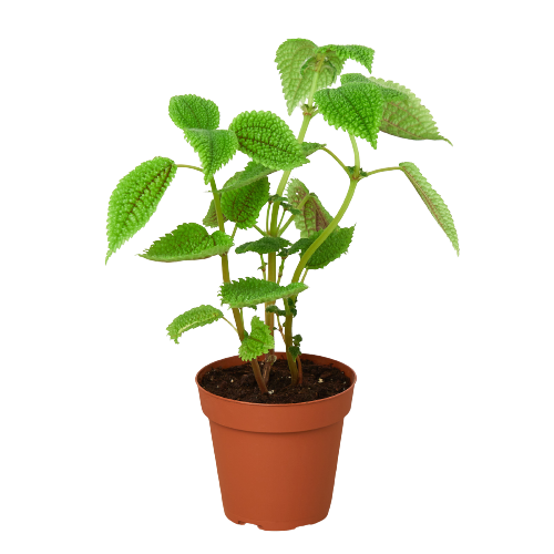 Pilea 'Moon Valley' live houseplant