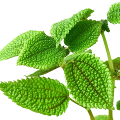 Pilea 'Moon Valley' - photo 2