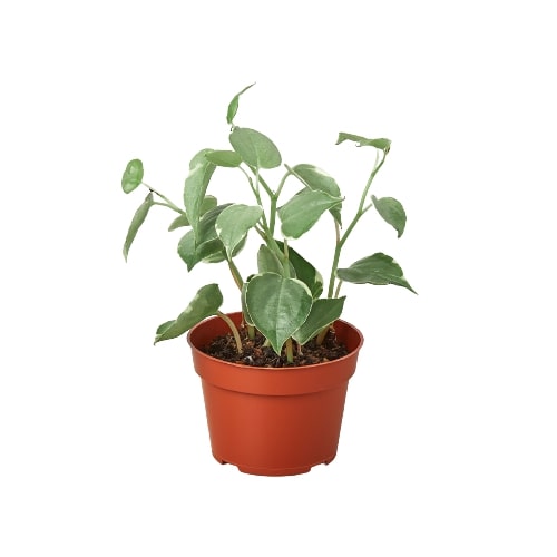 Peperomia 'Cupid' live houseplant