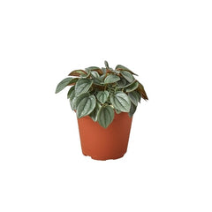 Peperomia 'Napoli Nights' live houseplant