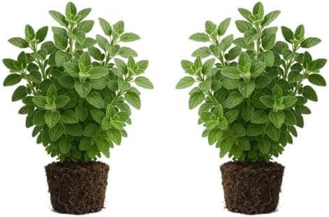 Set of 2 Greek Oregano Live Plants, Bold Flavor Culinary Herb, USDA Zones 5 to 11, Full Sun