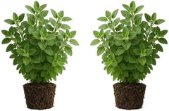 Set of 2 Greek Oregano Live Plants, Bold Flavor Culinary Herb, USDA Zones 5 to 11, Full Sun