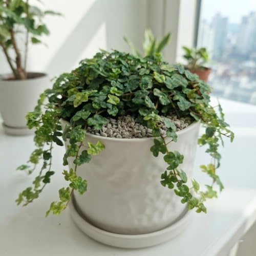 String of Frogs Live Plant, 4 in, Nursery Pot | Ficus pumila 'Quercifolia', tiny oak leaf shaped foliage, a tropical fig vine not a succulent
