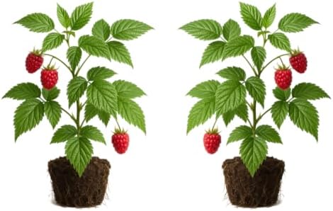 Set of 2 Raspberry Glencoe Thornless Live Plants, Sweet Berry Cane Fruit Plant, USDA Zones 4 to 8, Full Sun