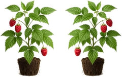 Set of 2 Raspberry Glencoe Thornless Live Plants, Sweet Berry Cane Fruit Plant, USDA Zones 4 to 8, Full Sun