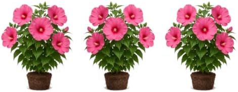 Set of 3 Hardy Hibiscus Luna Red Live Plants, Giant Dinner Plate Perennial Blooms, USDA Zones 4 to 9, Full Sun