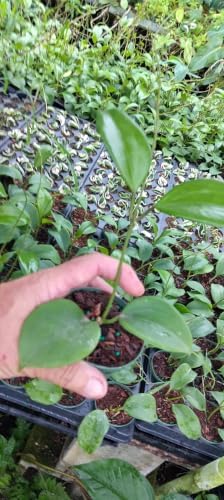 Hoya Quinquenervia Live Plant, Veined Leaf Wax Plant, Trailing Vine, USDA Zones 10 to 12, Partial Shade