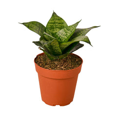 Snake Plant Black Robusta live houseplant