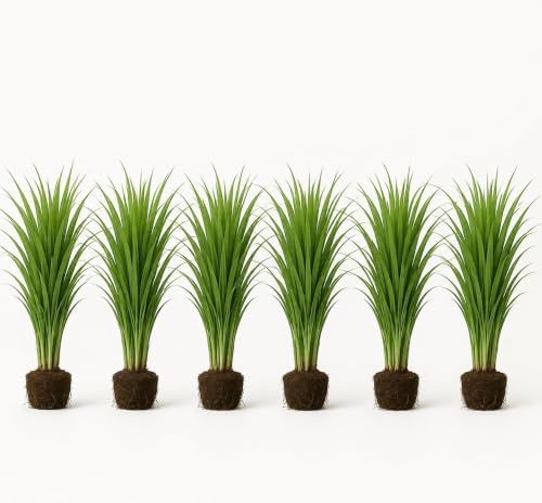 Set of 8 Lemon Grass Live Plants, 4-8 inches | Lemongrass Culinary and Mosquito Repelling Herb, USDA Zones 9 to 11, Full Sun, No Pot